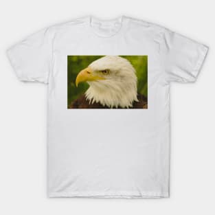 Bald Eagle (Warm) T-Shirt